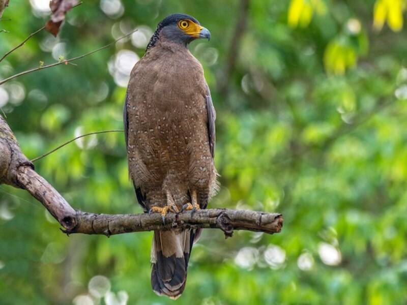 Crested Serpent-Eagle, Photos 2