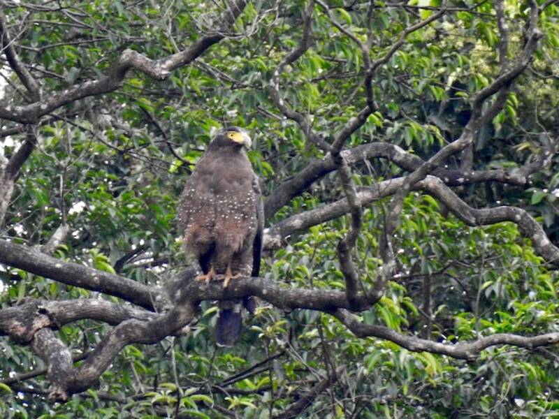 Crested Serpent-Eagle, Photos 3