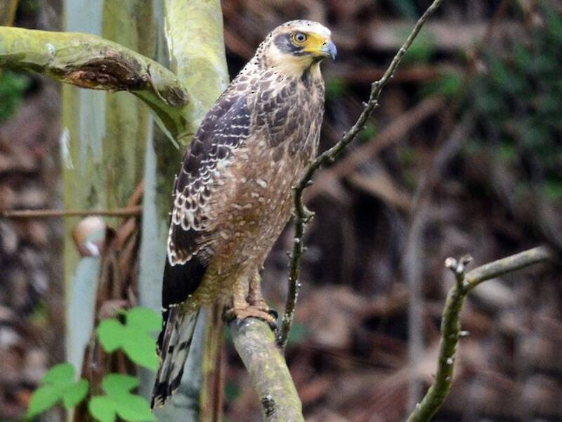 Crested Serpent-Eagle, Photos 1