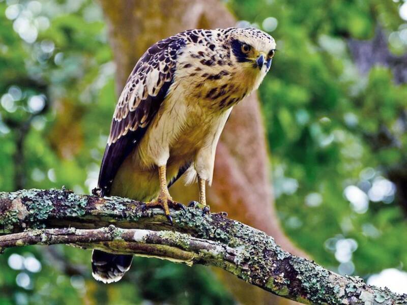 Crested Serpent-Eagle, Photos 4