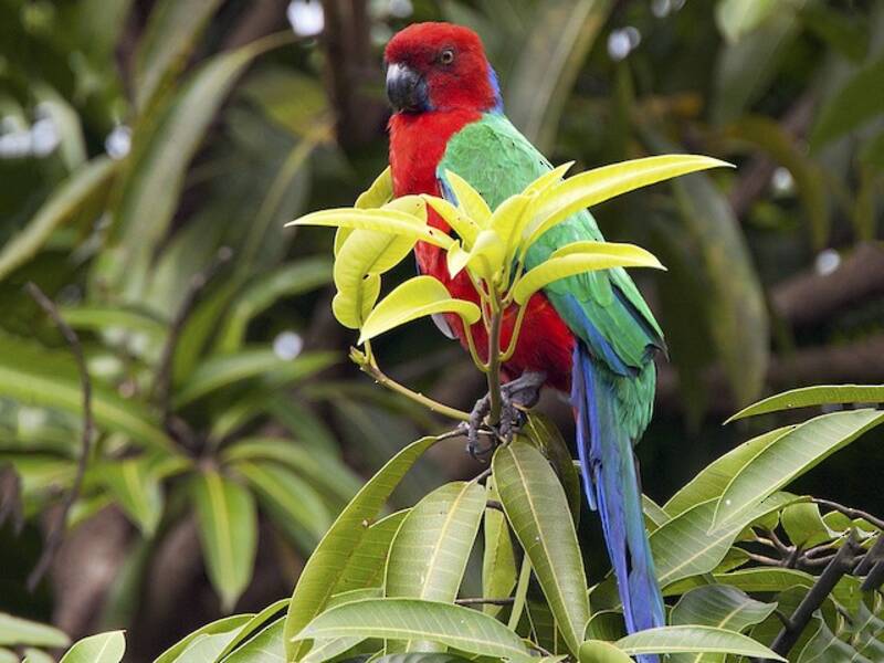 Crimson Shining-Parrot, 照片 3