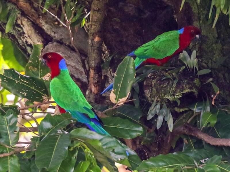Crimson Shining-Parrot, 照片 4