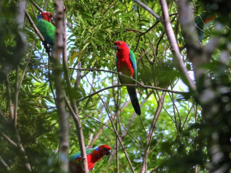 Crimson Shining-Parrot, 照片 2