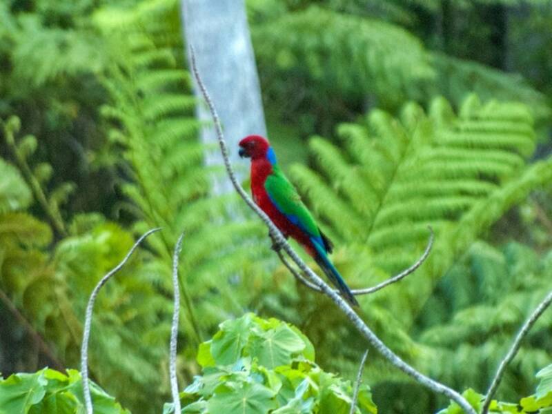 Crimson Shining-Parrot