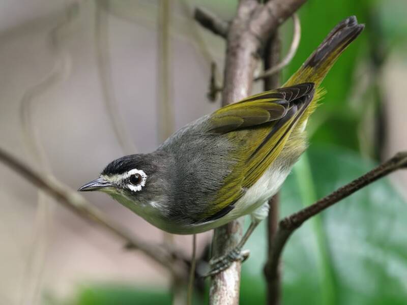 Morotai-Brillenvogel, Fotos 4