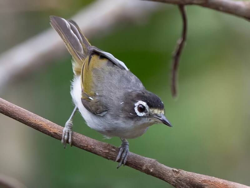 Morotai-Brillenvogel