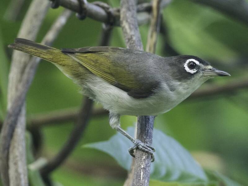 Morotai-Brillenvogel, Fotos 2
