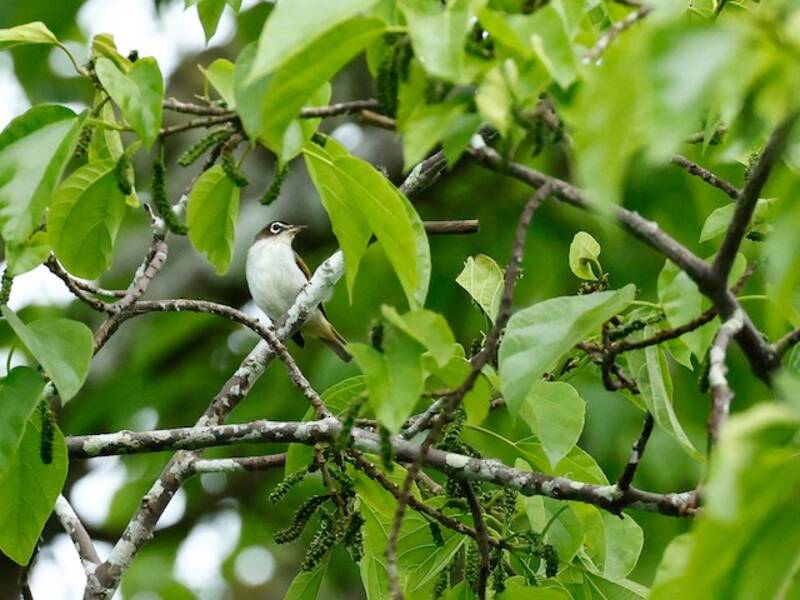 Morotai-Brillenvogel, Fotos 3