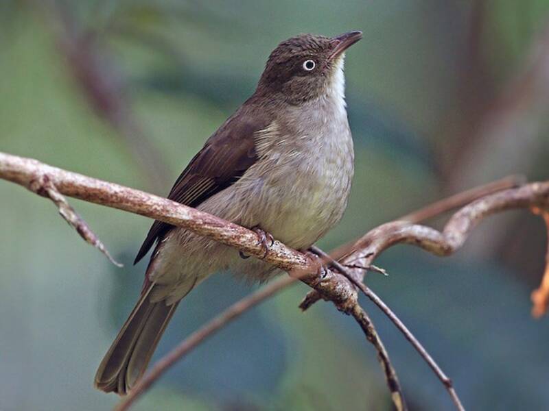 Bulbul de Vientre Cremoso, Fotos 2