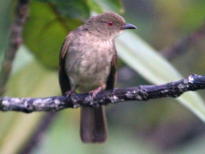 Bulbul de Vientre Cremoso, Fotos 4