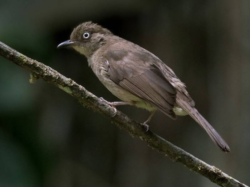 Bulbul de Vientre Cremoso, Fotos 3