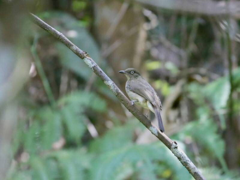 Bulbul de Vientre Cremoso