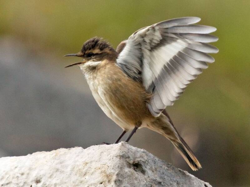 Cream-winged Cinclodes