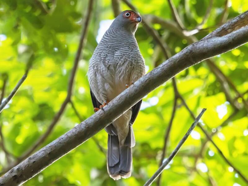Cryptic Forest-Falcon, Photos 3
