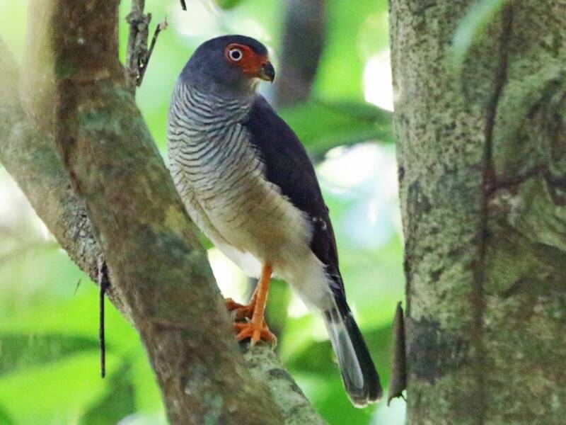 Cryptic Forest-Falcon, Photos 2