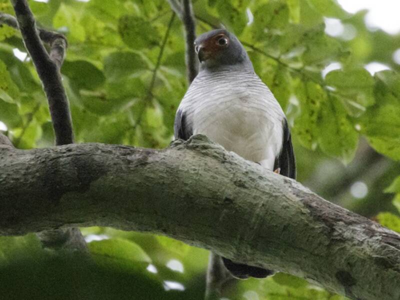 Cryptic Forest-Falcon