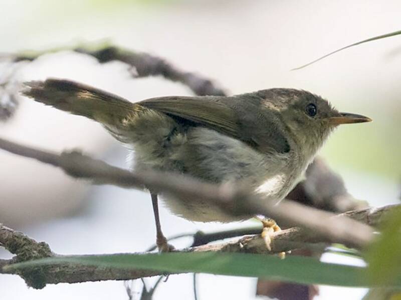 Cryptic Warbler