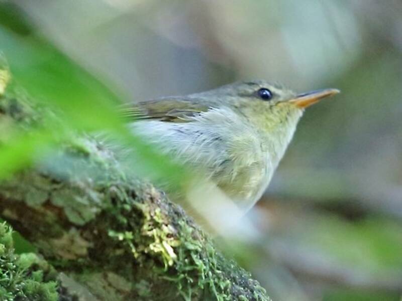 Canapino criptico, Foto 3