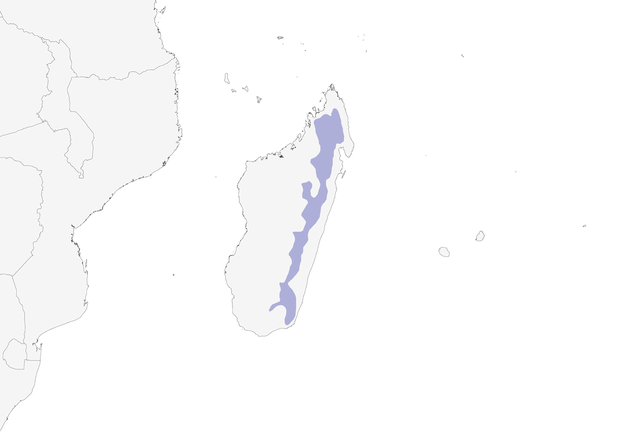 Canapino criptico, Distribuzione 1