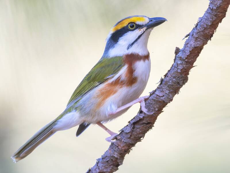 Rostflanken-Vireo