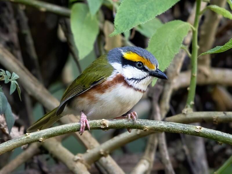 Rostflanken-Vireo, Fotos 3