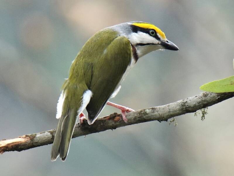 Rostflanken-Vireo, Fotos 2
