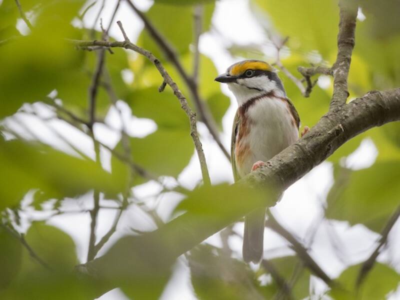 Rostflanken-Vireo, Fotos 4