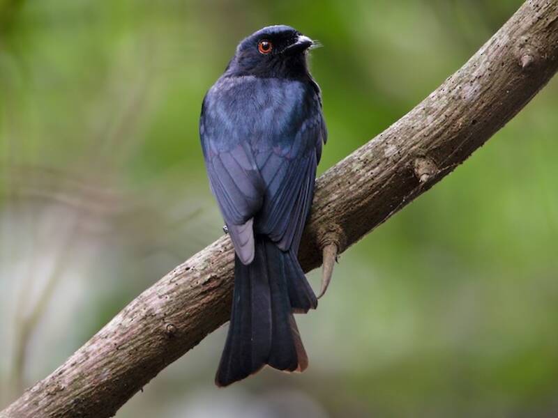 Drongo de cola cuadrada