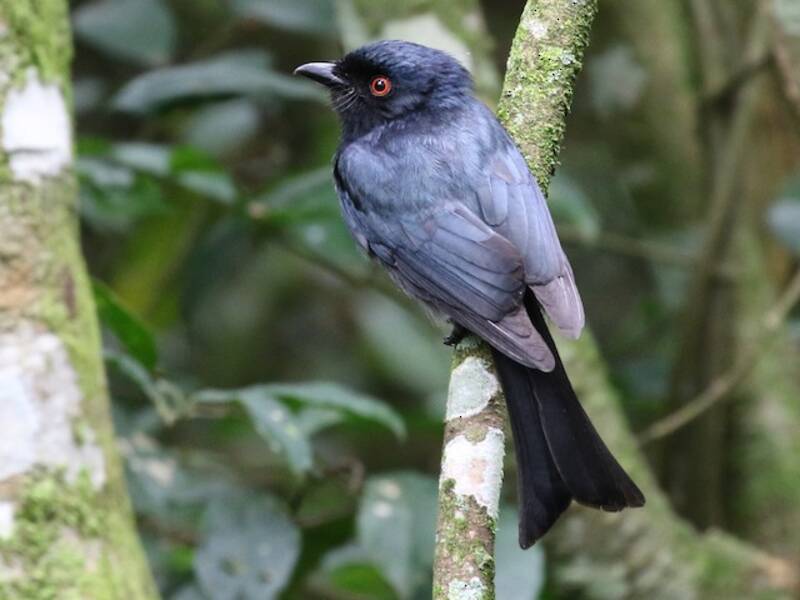 Drongo de cola cuadrada, Fotos 3