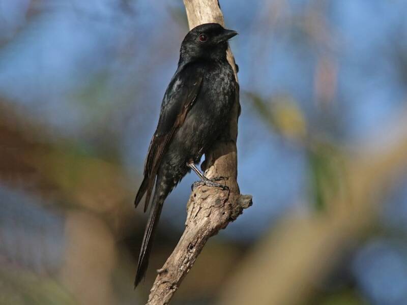 Drongo de cola cuadrada, Fotos 2