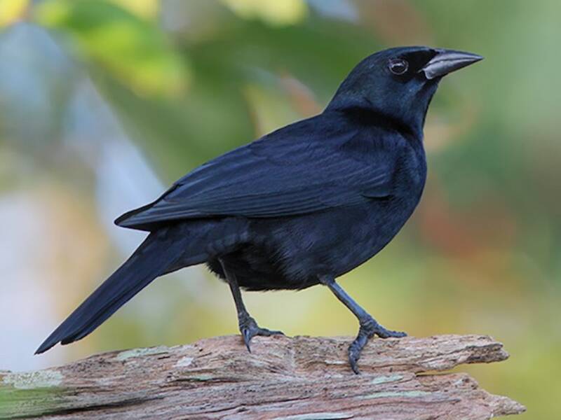 Kuba-Amsel