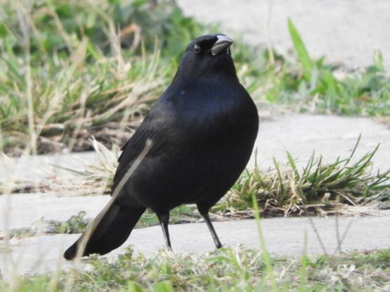 Cuban Blackbird, Photos 3