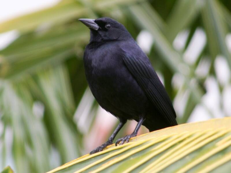 Cuban Blackbird, Photos 2