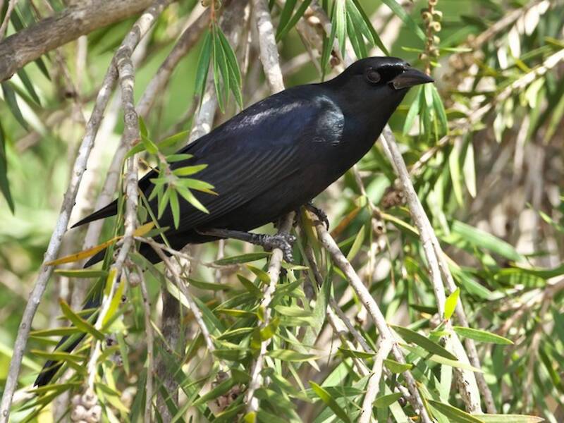Cuban Blackbird, Photos 4