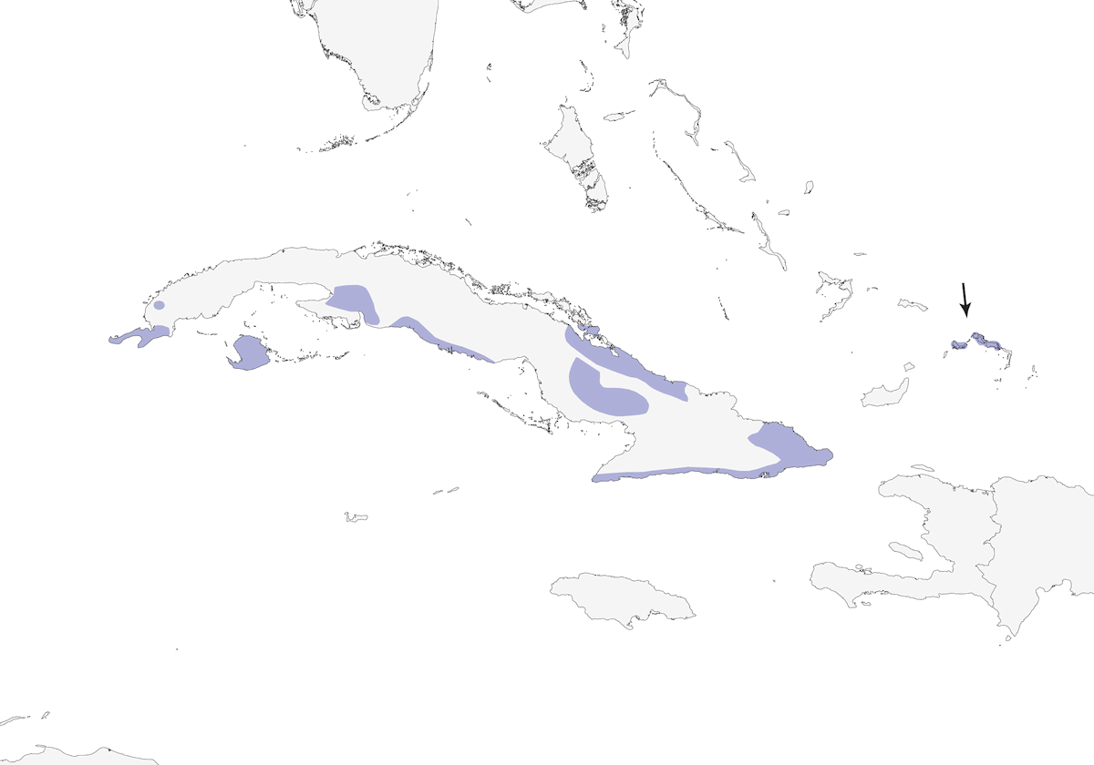 Corvo cubano, Distribuzione 1