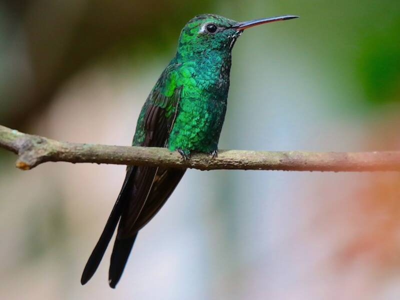 Cuban Emerald, Photos 2