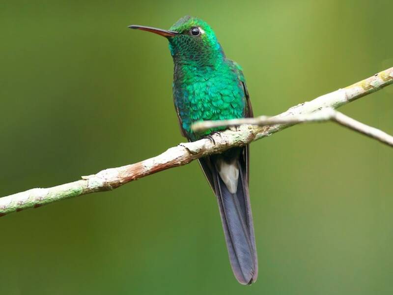 Cuban Emerald, Photos 4
