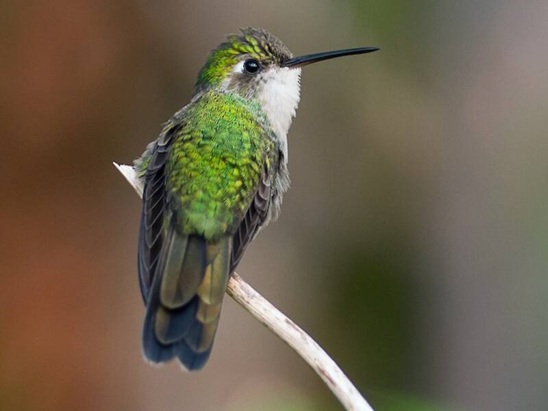 Cuban Emerald, Photos 3