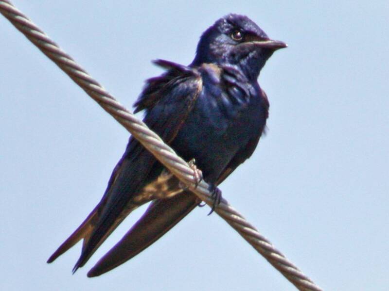 Cuban Martin, Photos 4