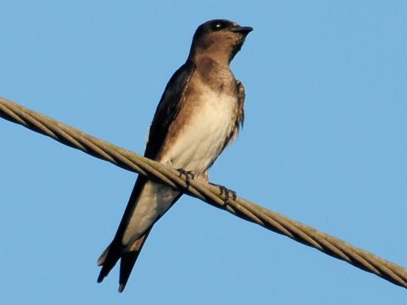 Cuban Martin, Photos 3