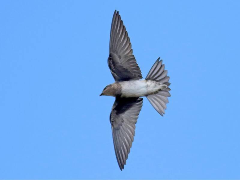 Cuban Martin