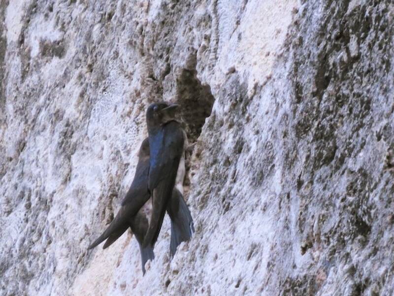 Cuban Martin, Photos 2
