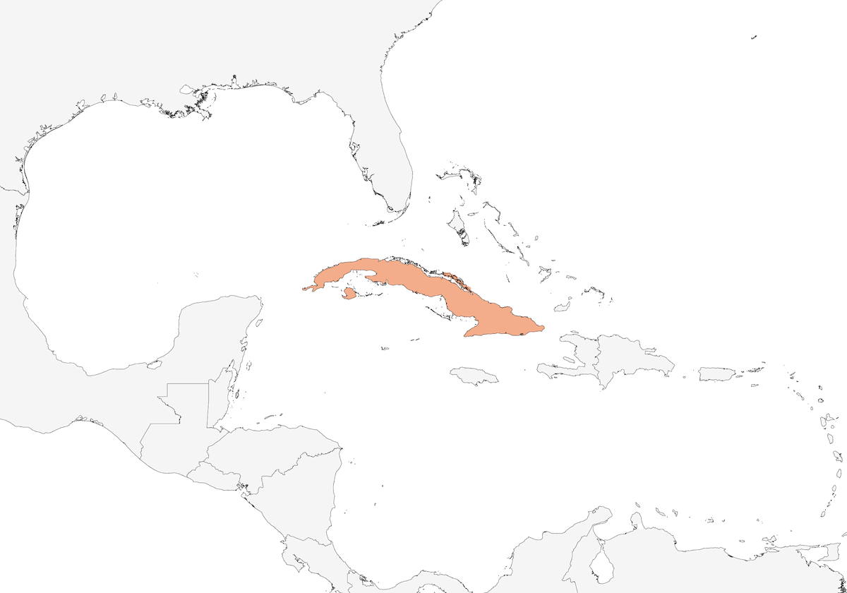 Cuban Martin, Distribution 1