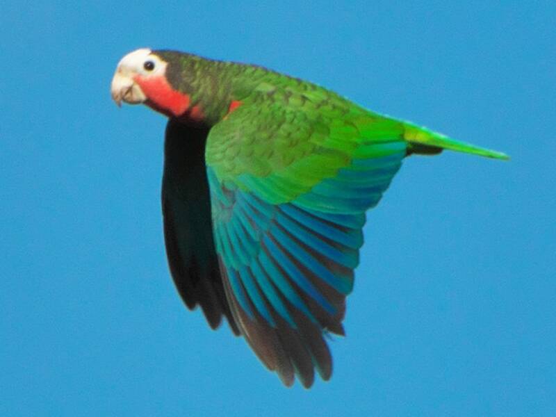 Amazone de Cuba