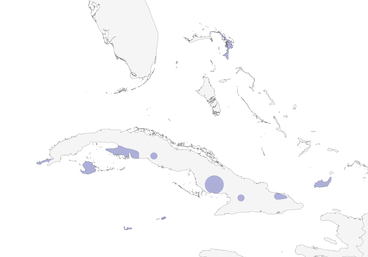 Amazzone di Cuba, Distribuzione 1