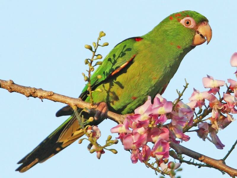 Cuban Parakeet, Photos 2