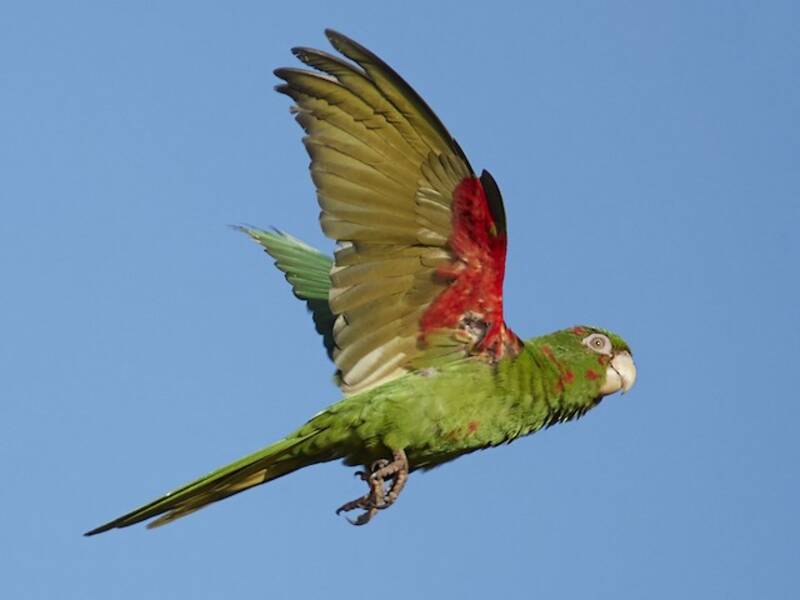 Cuban Parakeet, Photos 3