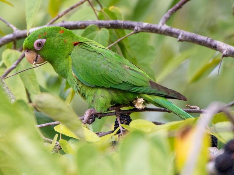 Cuban Parakeet, Photos 4