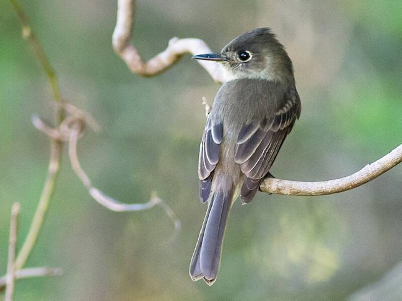 Cuban Pewee, 照片 3