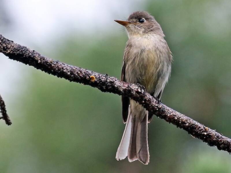Cuban Pewee, 照片 4